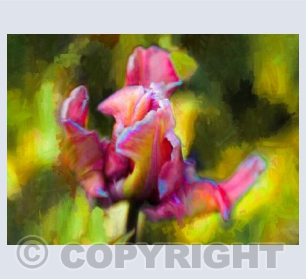 Dancing tulip