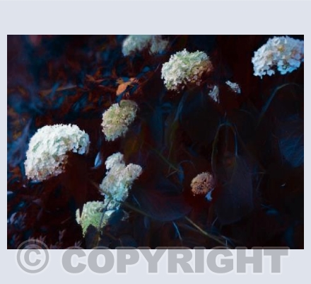 In the pale moonlight