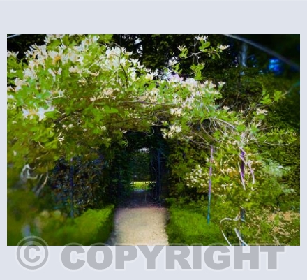 Honeysuckle walk