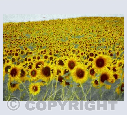 Sunflower field