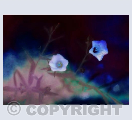Transience