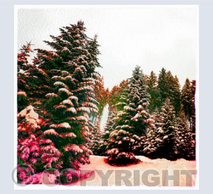 Snowy Pines