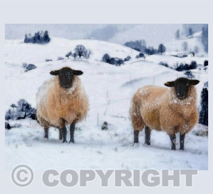 Winter Coats
