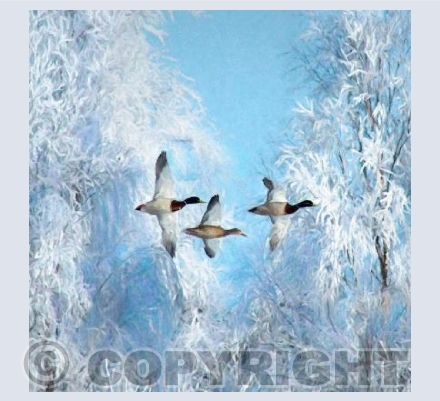 Being a Christmas Duck