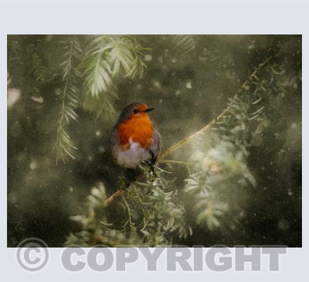 Winter Robin
