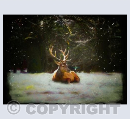 Christmas Stag