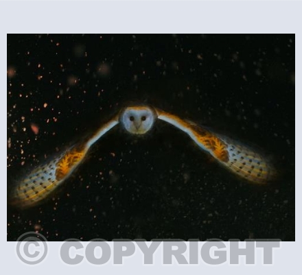 Winter Night Flight