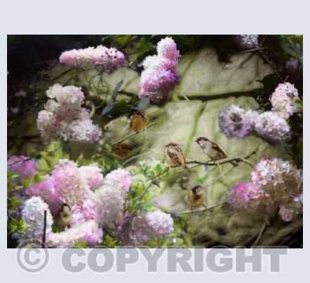 Springtime Sparrows