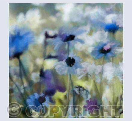 Blue meadow