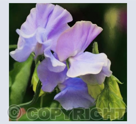 Sweetpeas
