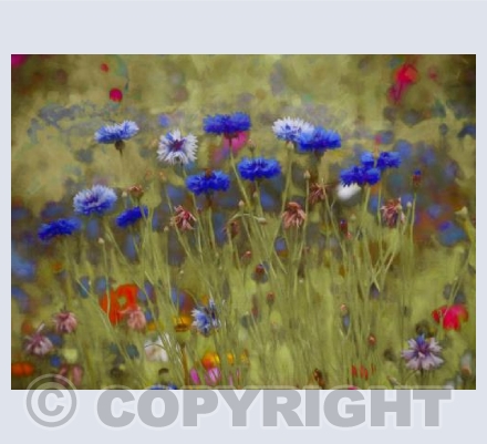 Cornflower blue