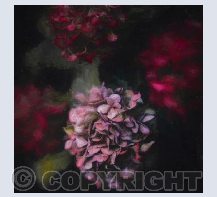 Bloom