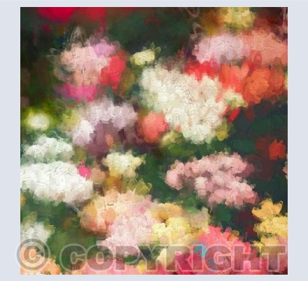 Heart's garden