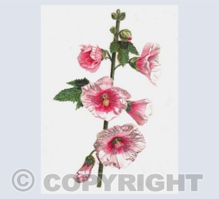 Hollyhocks