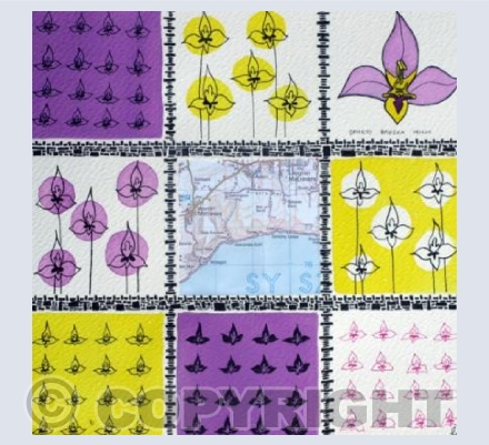 Wasp Orchid on the Isle of Purbeck