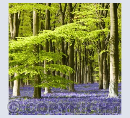WL_02 Woodland Spring