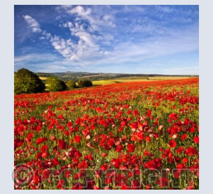 WL_06 A Splash of Red