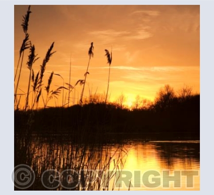 WL_07 Golden Tranquility