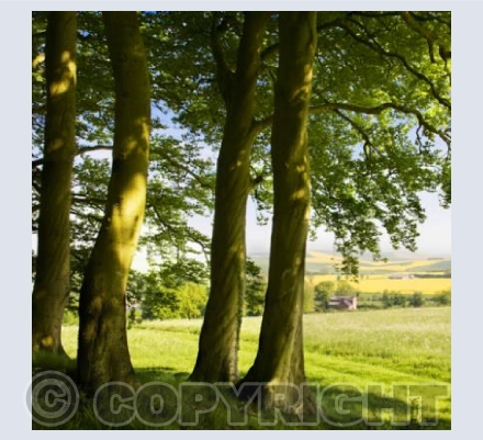 WL_12 Through Summer Trees