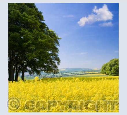 WL_14 Colours of Summer