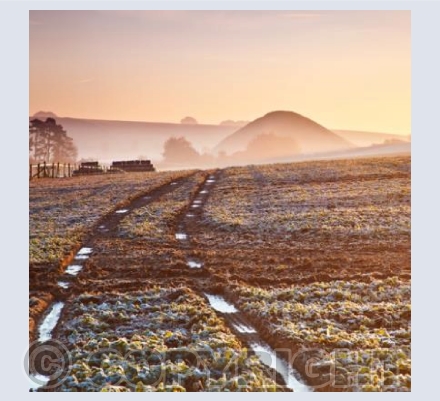 WL_16 Tracks to the Hill