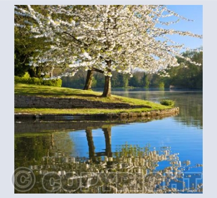 WL_19 Blossom Time
