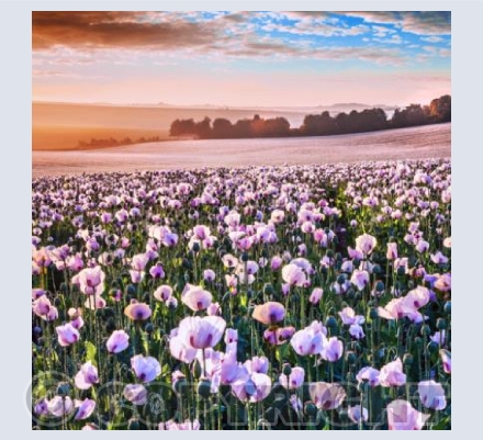 WL_24 Opium Fields