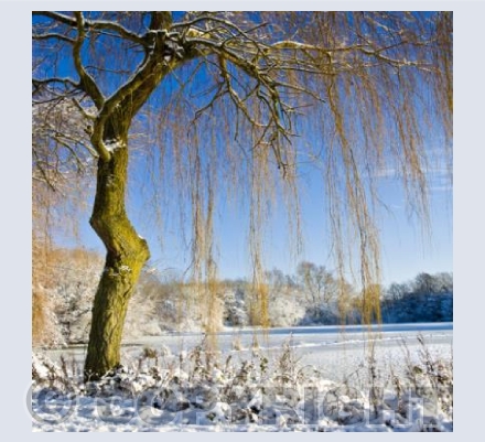 WL_28 Winter Willow