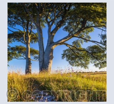 WL_30 Oliver's Castle 0551