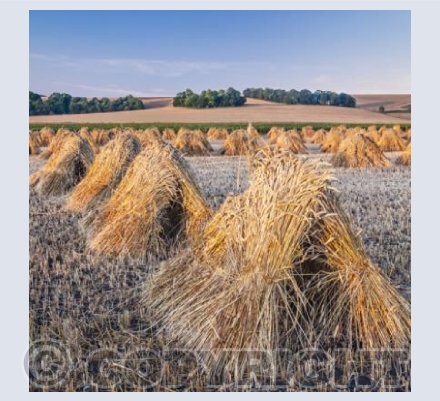 WL_33 A Wiltshire Harvest