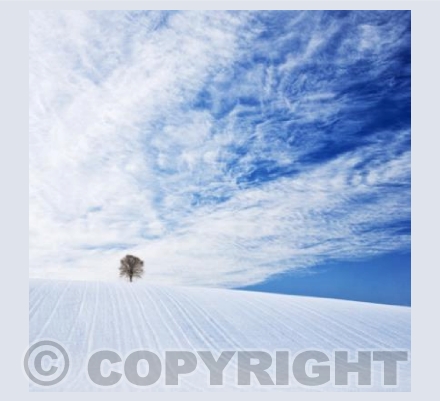 WL_40 Winter Tree
