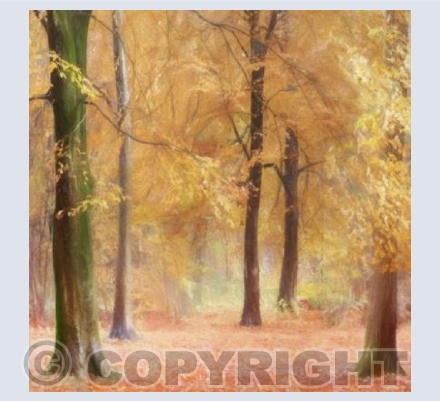 ART_02 Autumn in the Forest