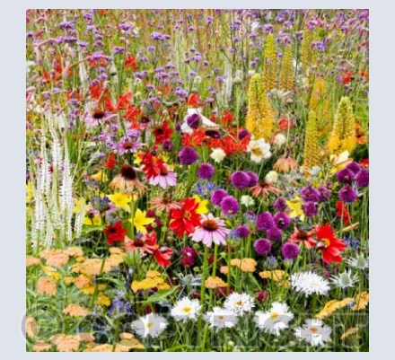 B_05 A Riot of Colour