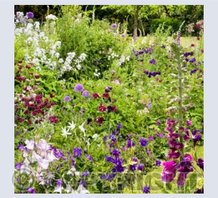 WG_03 In the Hidden Garden