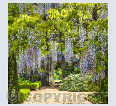 WG_07 Wisteria View
