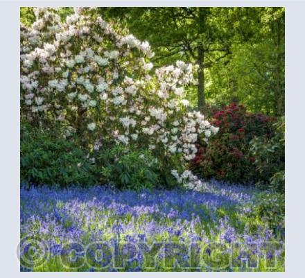 WG_11 Maytime in the Woods