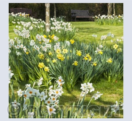 WG_15 Spring Garden
