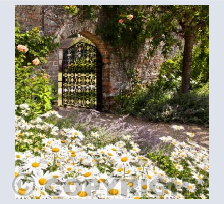 BG_02 Moon Daisies at the Gate