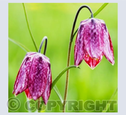 B_01 Springtime Couple