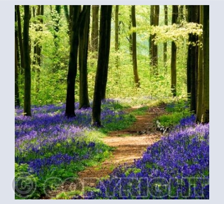 WL_41 A Walk in Spring