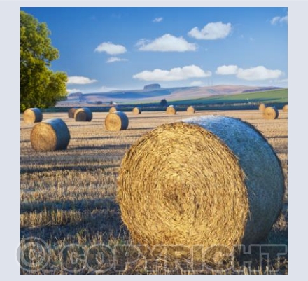 WL_46 Hay Bales