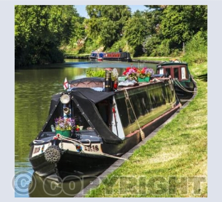 WL_50 Iris on the Canal
