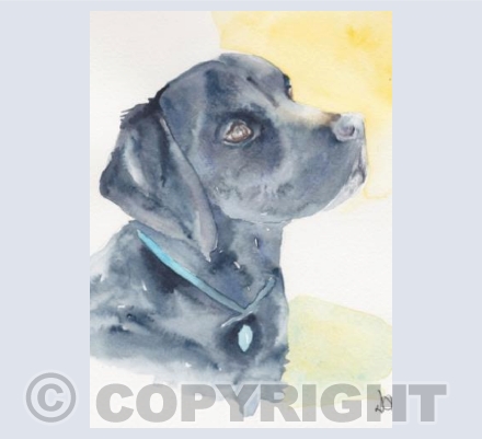 Black Labrador- always hopeful