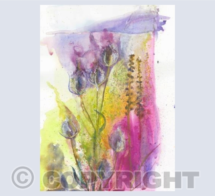 Magenta Teasels