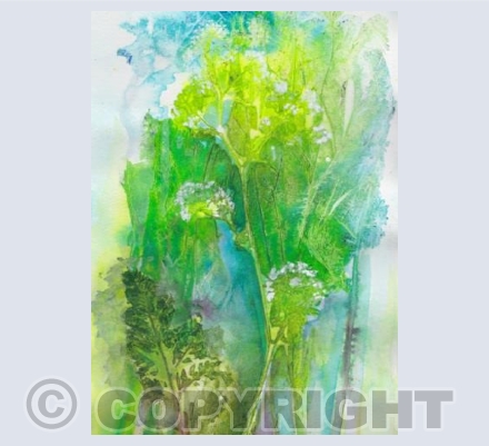 Cow Parsley