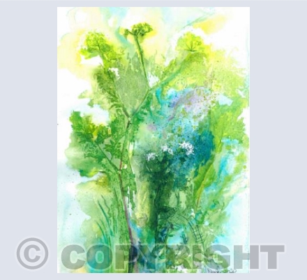 Cow Parsley Field Edge 