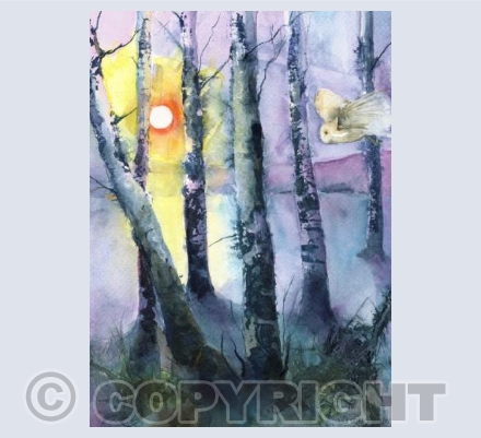 Birch Owl
