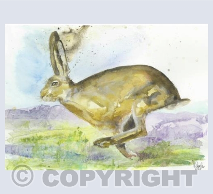 Dashing Hare