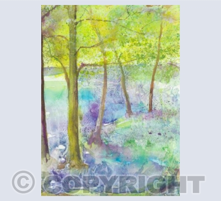 Bluebell Woods