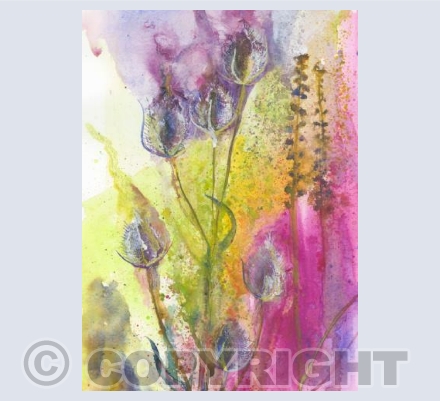 Magenta Teasels